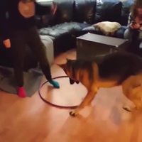 Un chien tente le Hula hoop