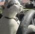 Chat conducteur