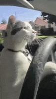 Chat conducteur