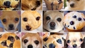 Oh lala, chihuahua !