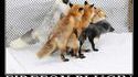 Plugins Firefox