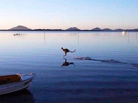 Mon kangoUrou s'appelle Jésus