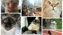 Si les chats faisaient des selfies