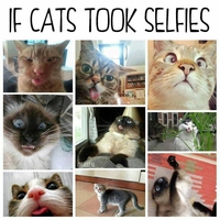 Si les chats faisaient des selfies