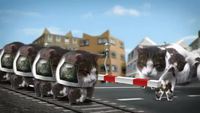 Welcome to Kitty City