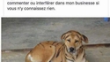 Tigre à vendre