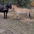Rencontre d'un cheval domestique avec un cheval de Przewalski, la dernière espèce de cheval véritablement sauvage sur Terre.