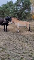 Rencontre d'un cheval domestique avec un cheval de Przewalski, la dernière espèce de cheval véritablement sauvage sur Terre.
