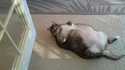 Gros chat