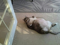 Gros chat