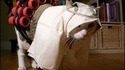 Ben Laden's Cat