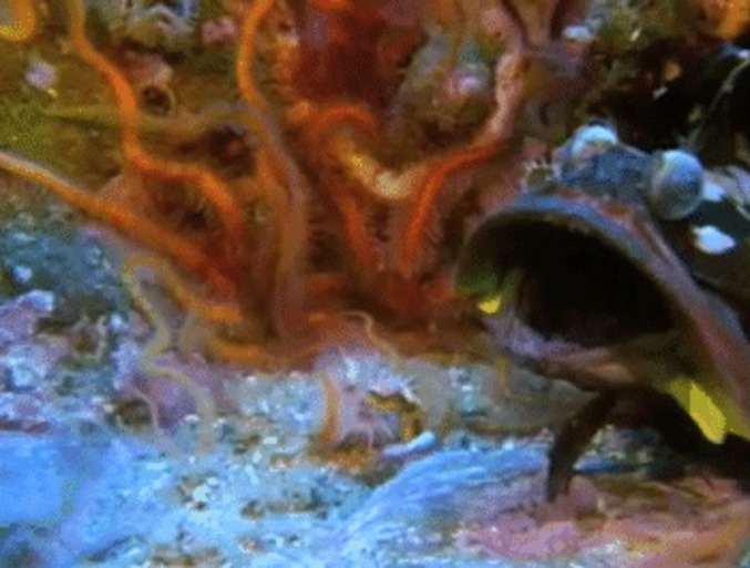 Connaissiez vous le Neoclinus blanchardi ?