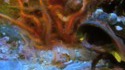 Connaissiez vous le Neoclinus blanchardi ?