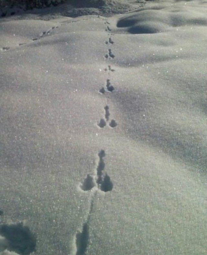 Quel est donc cet étrange animal qui n'a pas de pied ?