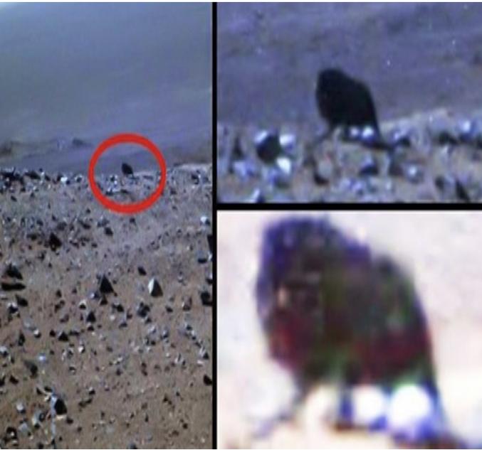 Sur mars.

https://www.sci-nature.vip/2020/09/four-legged-creature-spotted-on-mars-by.html


