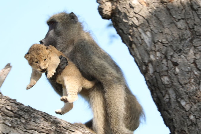 https://www.latestsightings.com/single-post/2020/02/02/Baboon-Adopts-and-Grooms-Lion-Cub-Kruger-Kurt-Safari