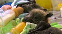 Chauve-souris orphelines