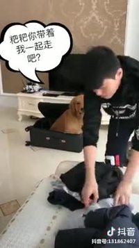 L'intelligence d'un chien