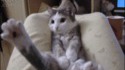 on joue à chat caché ?