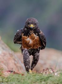 La marche de l'aigle