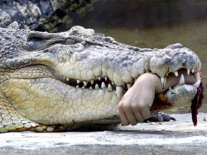 un "krokodil"