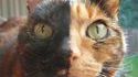 Chat double face