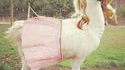 Lama del Ray