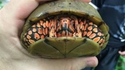 La tortue Dark Maul