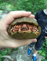 La tortue Dark Maul