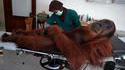 Un Orang-outan se fait soigner