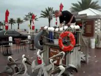 La mouette voleuse