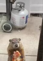 Alors les domestiqués