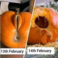 Le 13 février vs le 14 février