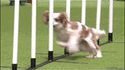 Failagility dog