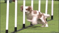 Failagility dog