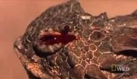 Phrynosoma cornutum