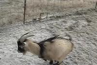 Un bouc