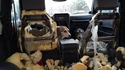 Qui c'est les gentils chiens chiens à son maimait ?