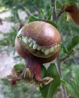 Fleur-fruit au sourire carnassier