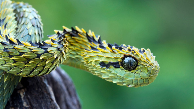 Un joli serpent arboricole et venimeux.