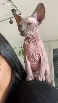 Mais c’est pas un chat.