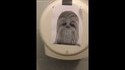 Chewie is everywhere