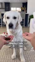 Un chien très intègre 