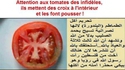 Tomate chrétienne
