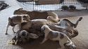 Lanceur de chiots depuis 1756
