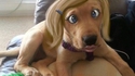 Chien fardé