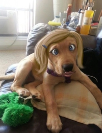 Chien fardé