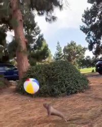 Chien et ballon de plage