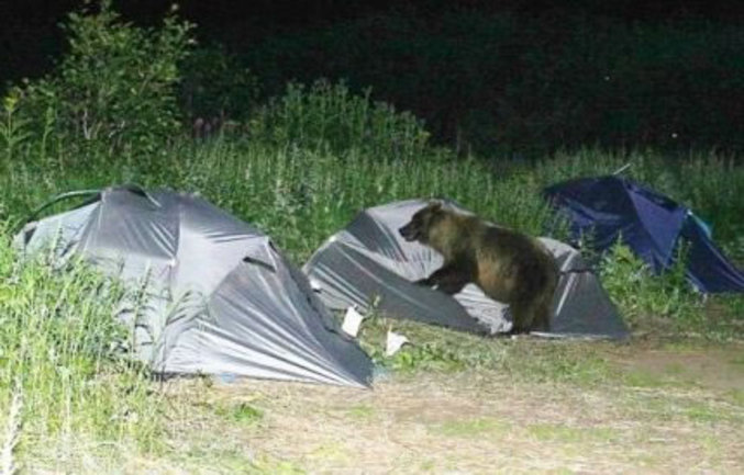 Un ours fait une petite visite nocturne à ces campeurs.