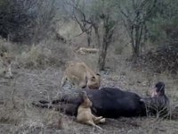 La tête d'un lionceau coincé dans le cul d’un buffle